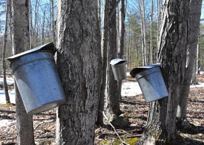 tree buckets - pic1