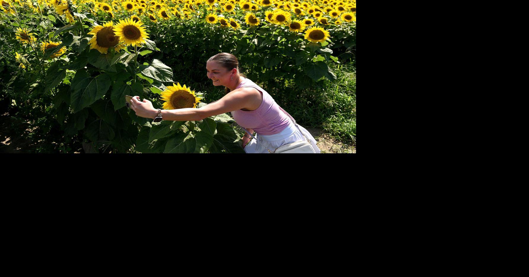 Sunflower Bloom Festival brightens up Concord
