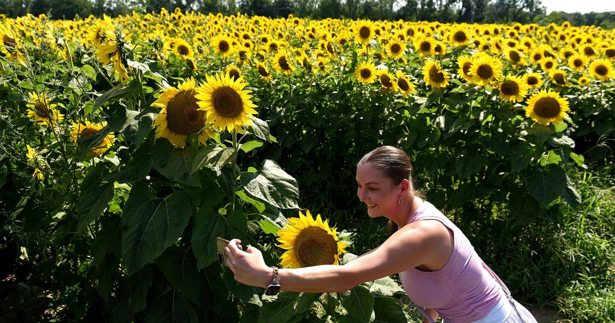 Sunflower Bloom Festival brightens up Concord