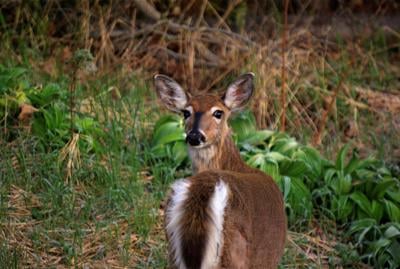 White-tailed deer