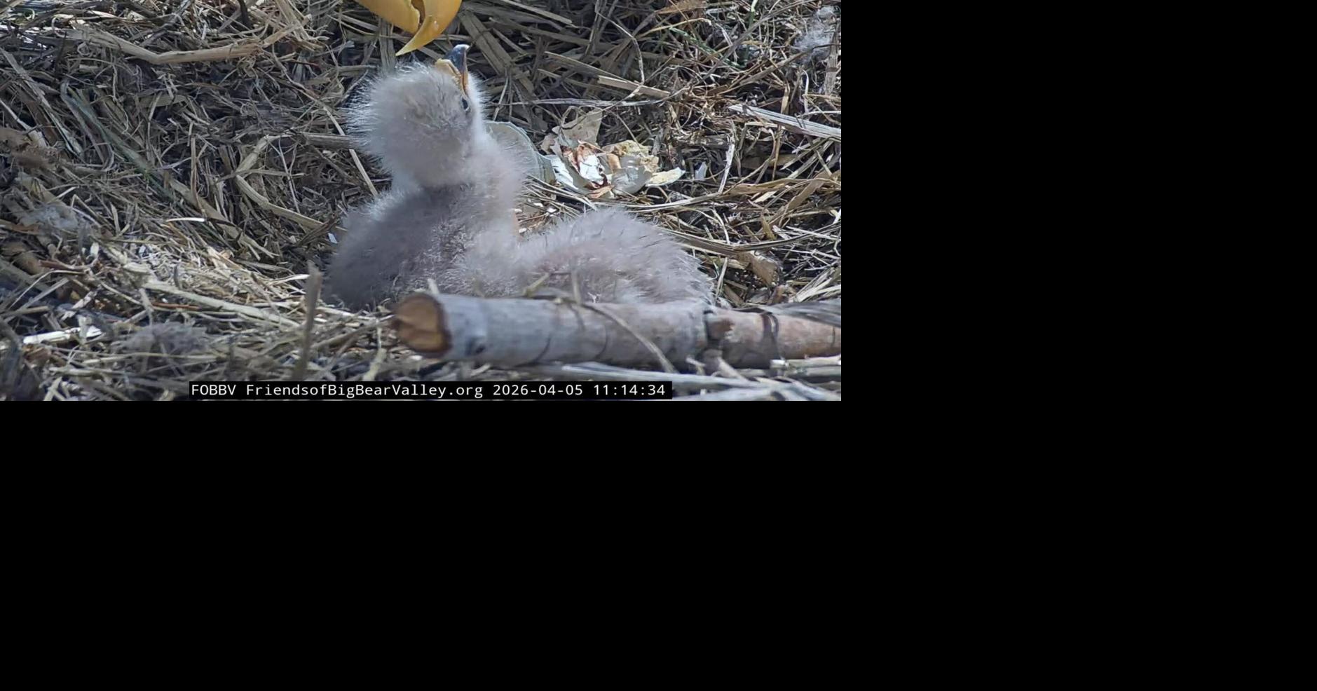Big Bear Bald Eagles Jackie and Shadow Welcome New Eaglets - News Directory 3