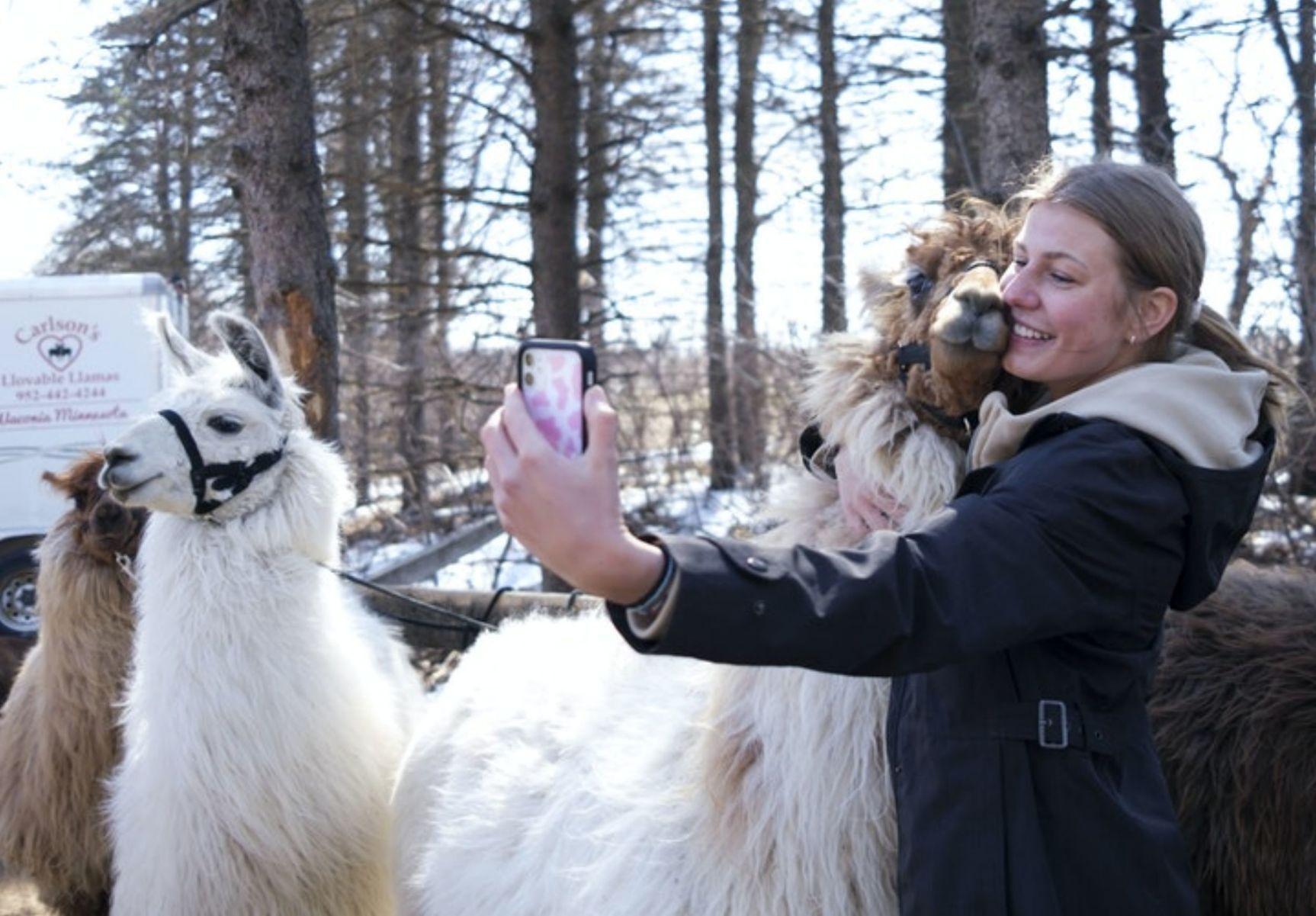 warmies hugging llamas