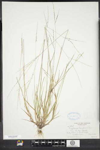 smooth slender crabgrass