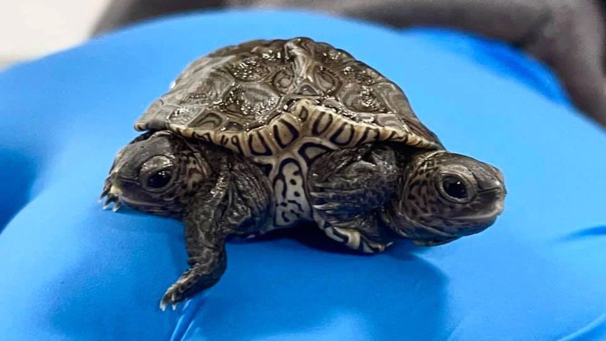 Rare two-headed turtle with six legs hatches in Massachusetts nesting site  | Back Page 