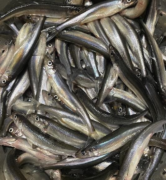 unionleader.com - Andy Schafermeyer - Andy Schafermeyer's Adventures Afield: Smelt a key component in life cycle of large fish