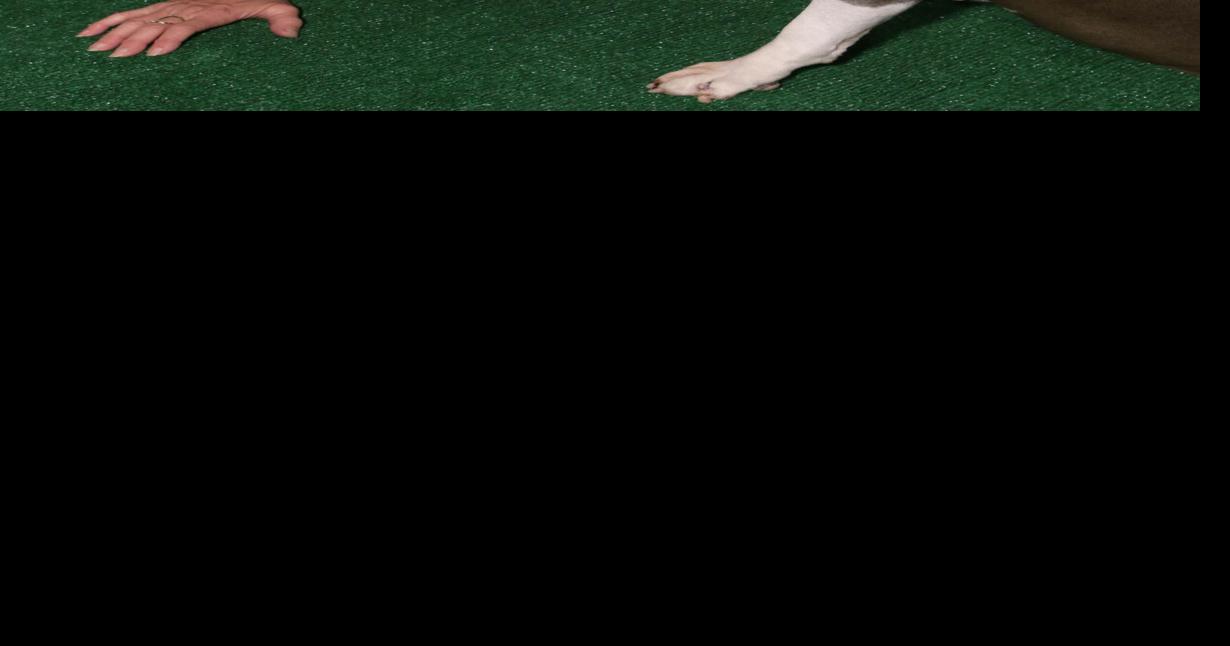 ‘Exorcist' actress Linda Blair addresses police raid on her dog rescue