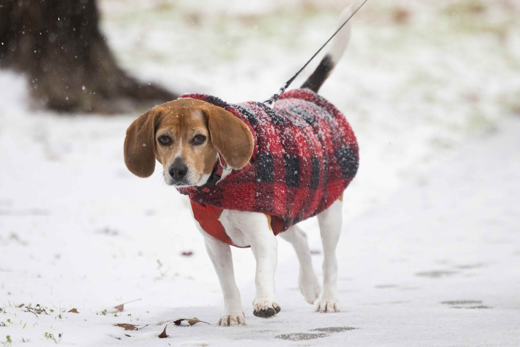 Dogs can hurt their tails by wagging. What to know about ‘happy tail ...