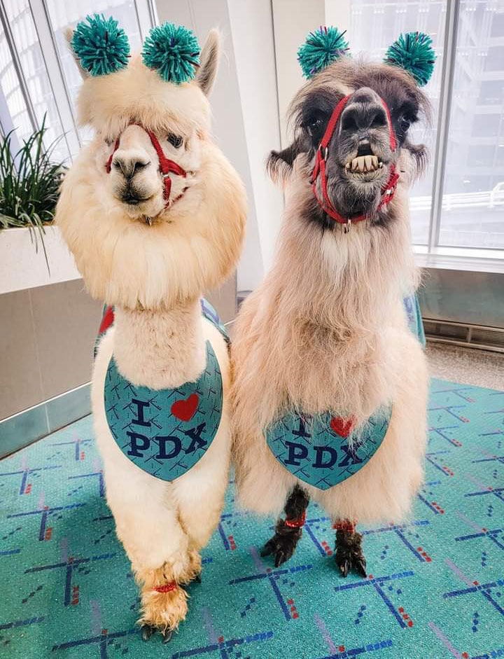 Therapy llamas patrol Portland, Oregon, airport to relieve