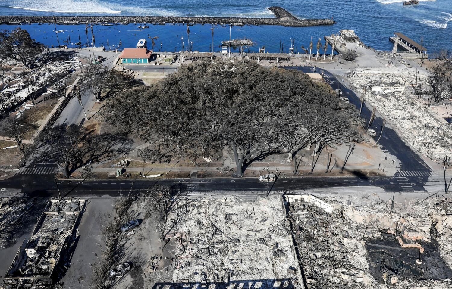 Maui wildfires scorched a 150-year-old banyan tree. Now, it's
