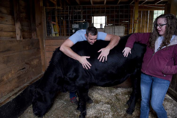 Cow cuddling