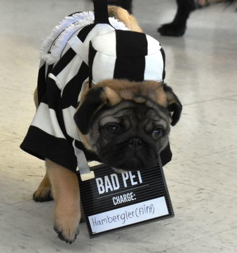 Jail Bird Dog Costume