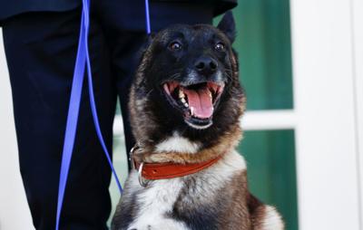 Trump Welcomes Dog Who Helped Catch Islamic State Leader To White