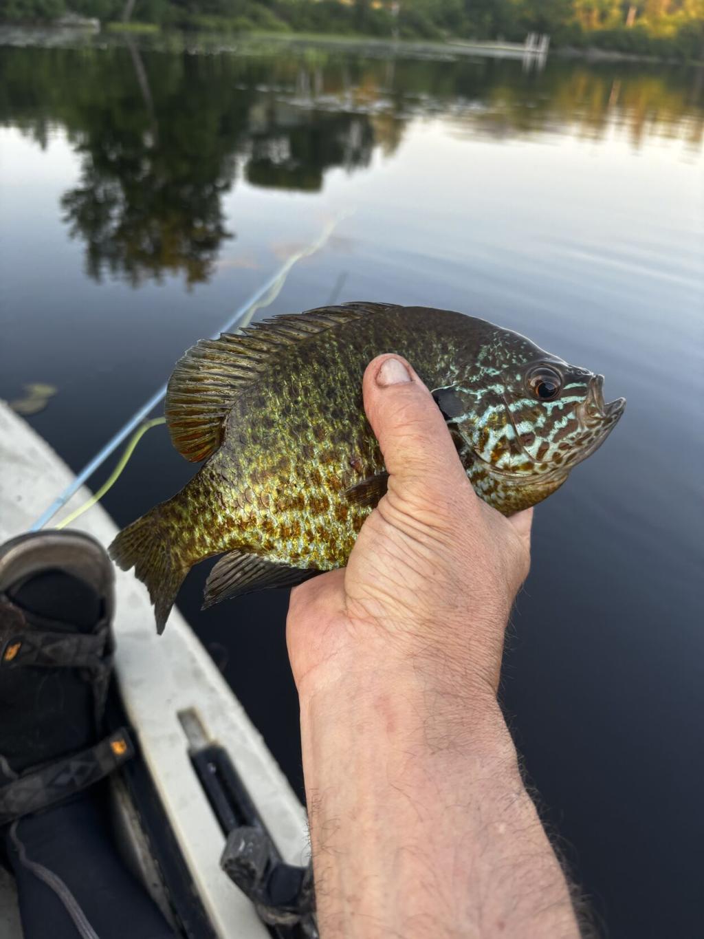 balsam forest net latanet uva fish htm210 new210 Fluval Betta MagBay Lures Large 6 DirectDeals Heat Management Innovative heat Lure Type:Fly