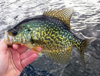 Page 6 - Crappie NOW