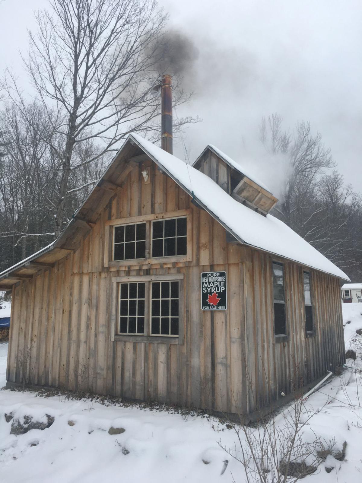 Forest Journal Pushing Maple Season During A Mild Winter Forest