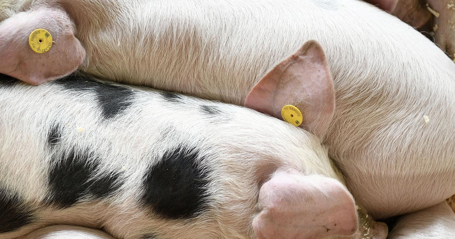 Awww! Is there anything cuter than baby animals? - Vimarsana News