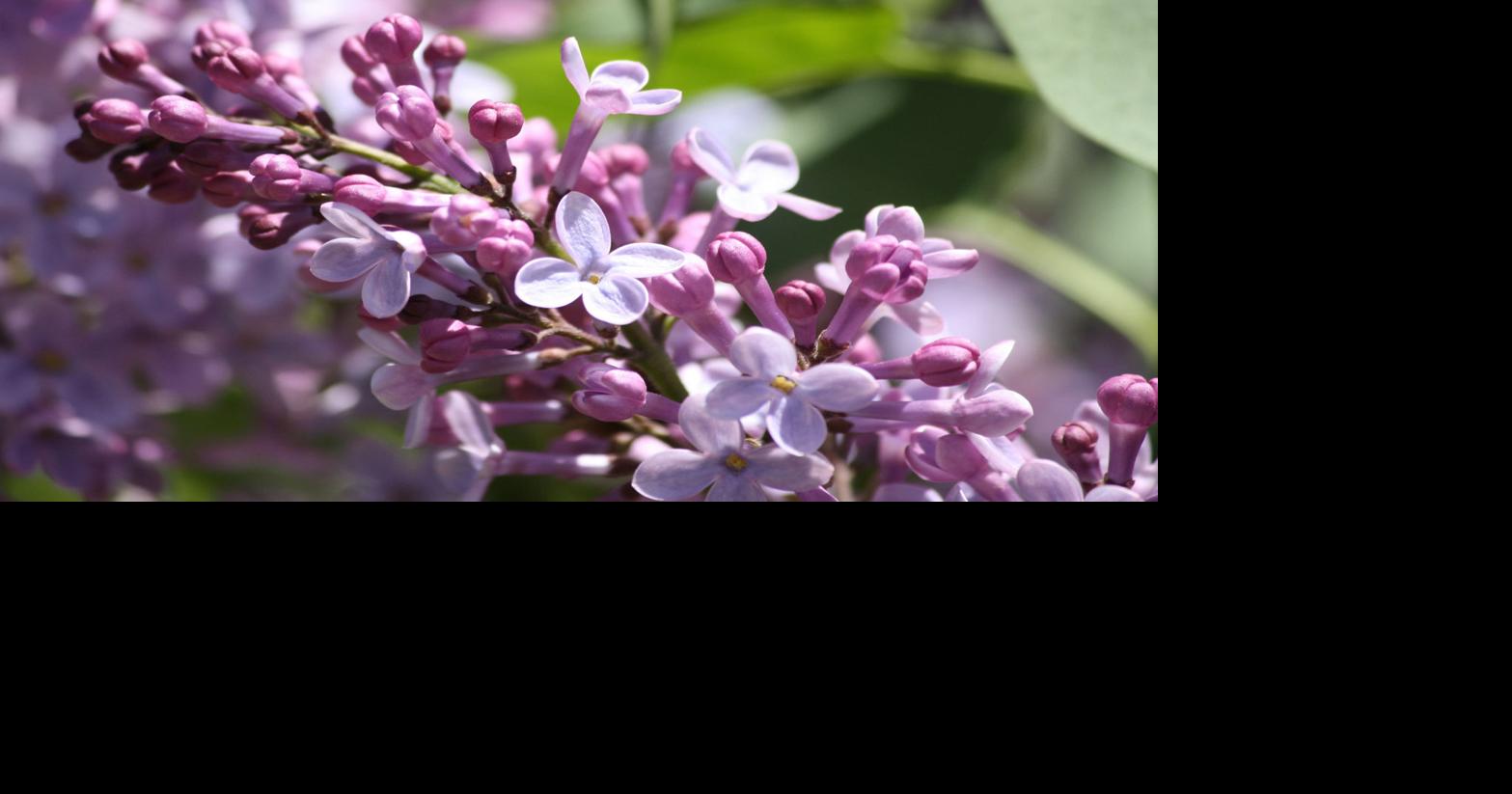 Holiday weekend is in bloom, from the Lisbon Lilac Festival to the
