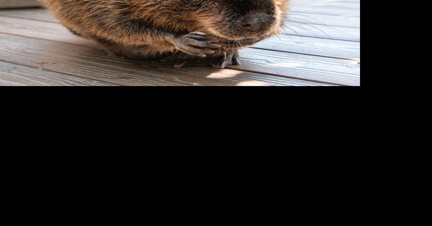 How a geriatric Colorado beaver with a tree allergy inspired Pixar’s ‘Hoppers’ movie