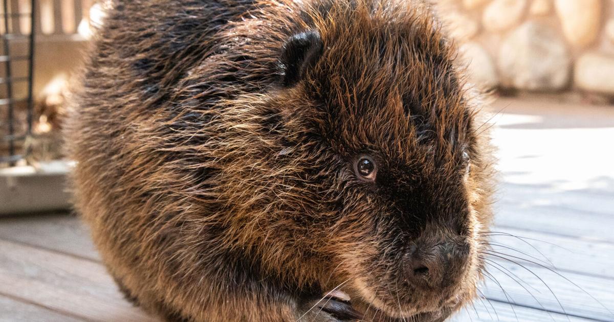 Ginger the Beaver Trains with Keepers at Cheyenne Mountain Zoo in Colorado Springs