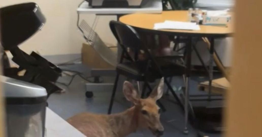 Deer breaks into Lebanon elementary school