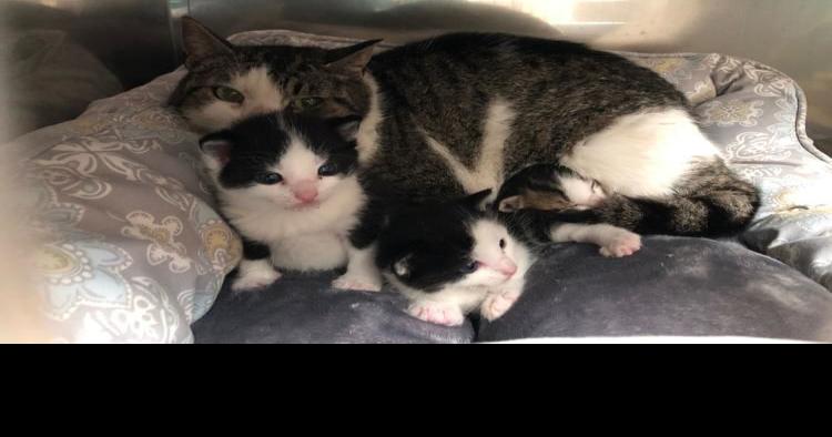 free kittens in stratford ct