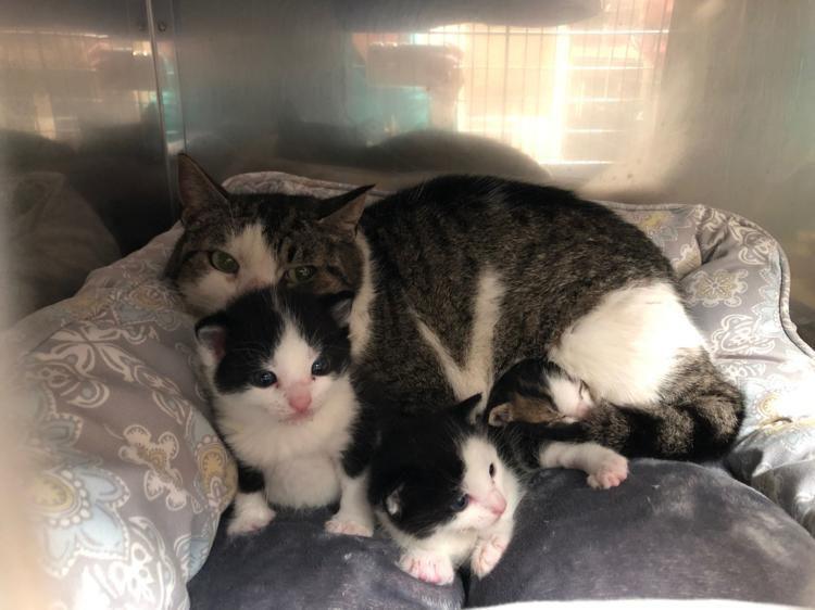Firemen Rescue Family Of Cats From Truck That Was Going To Be Used For Practice Drills Public Safety Unionleader Com