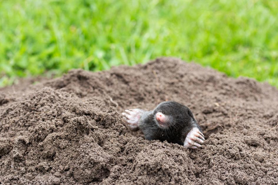 Pets: What animal is leaving dirt mounds in the middle of sidewalks