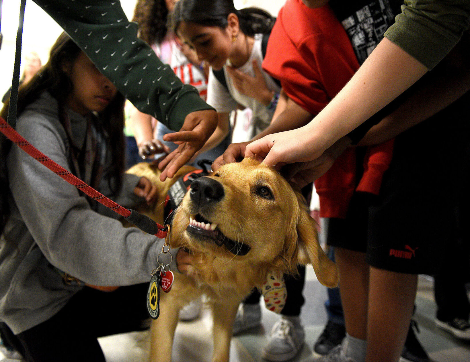 I need store a therapy dog