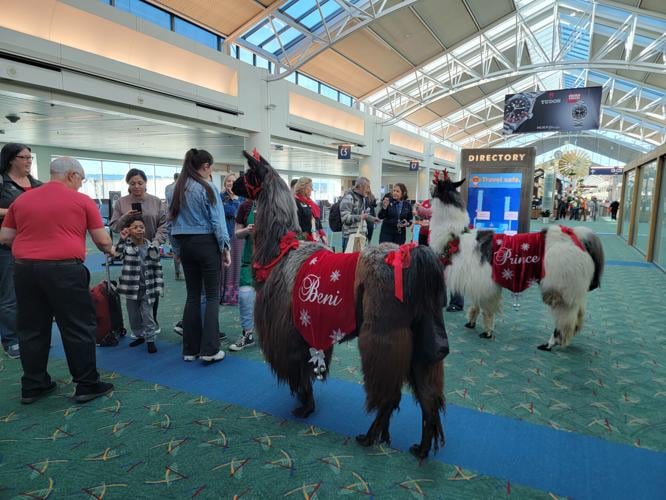 AIRPORT-LLAMAS