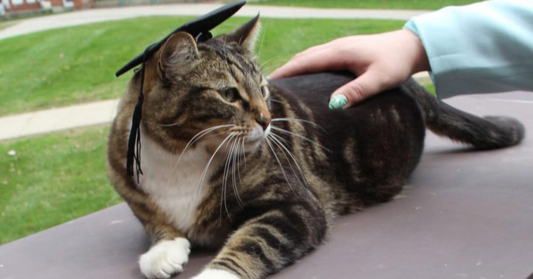 Cat roams university campus for 4 years, gets doctoral degree - Vimarsana News