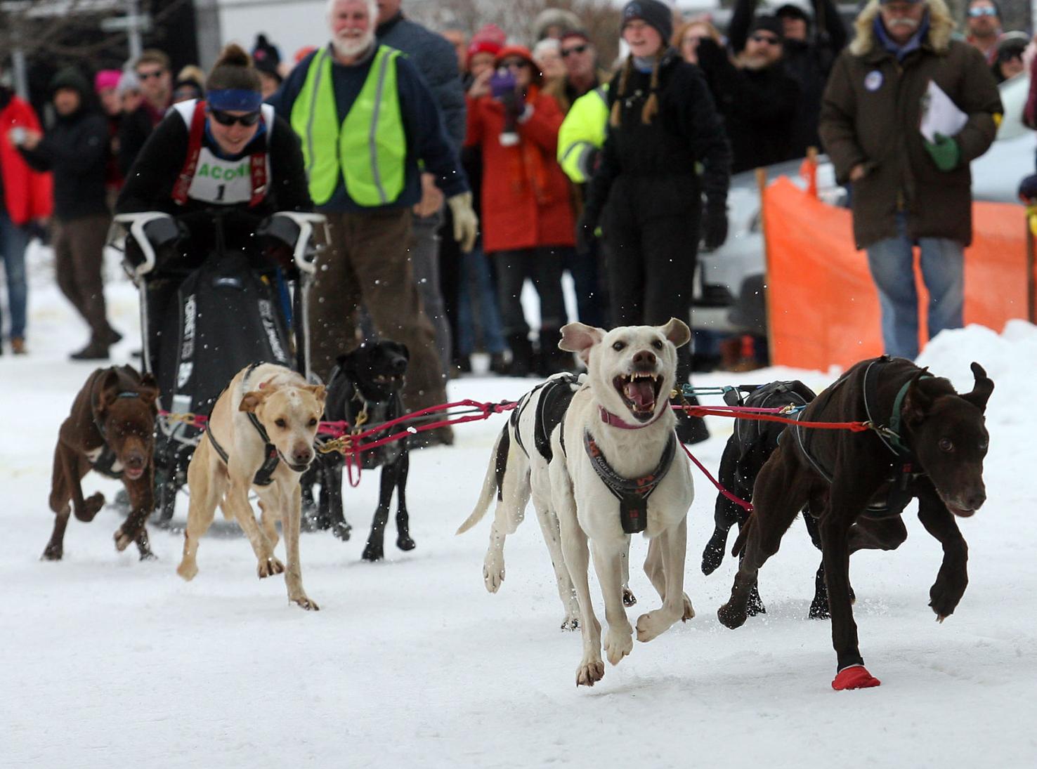Sled dogs take center stage in Laconia derby Animals