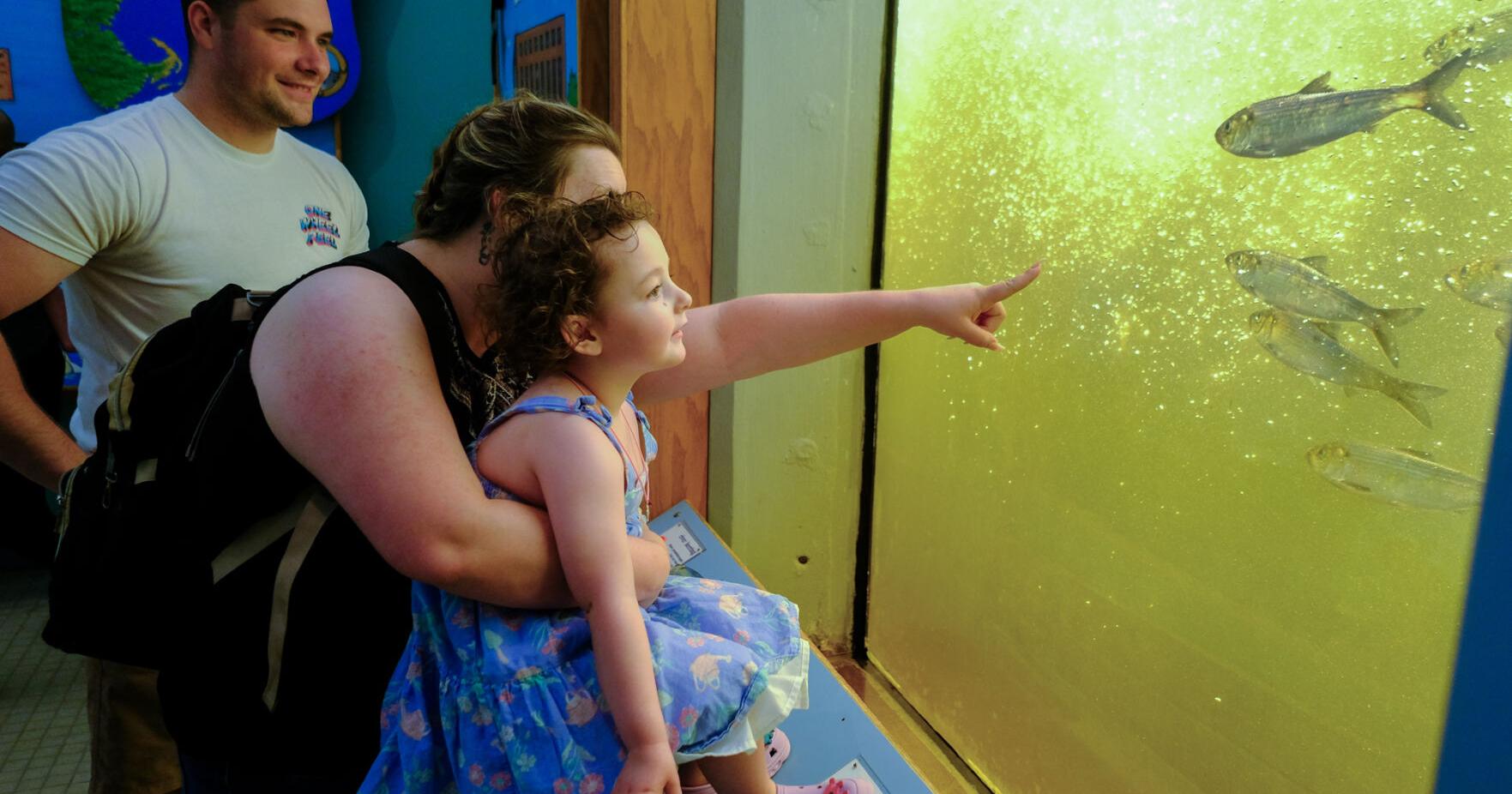 World Fish Migration Day brought a curious parade at Amoskeag Fishways - Vimarsana News