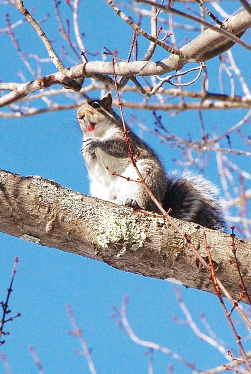 squrrel vintage 90s Easter unlimited zombie squirrel 12” rubber