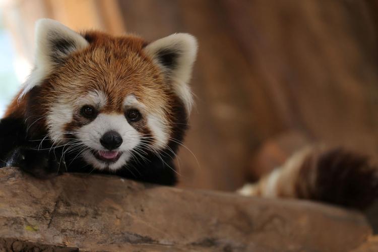 Chile zoo introduces two rare red pandas to the public | Back Page ...