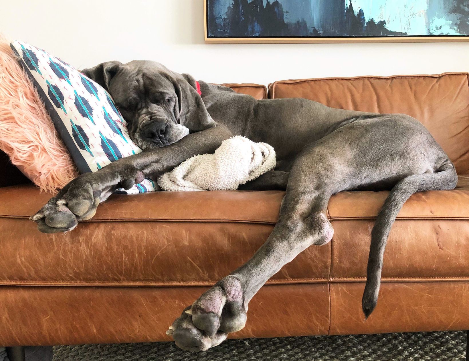 Great dane deals on couch