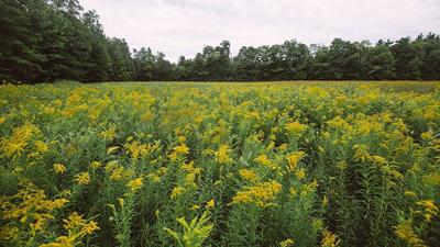 Dartmouth Acquires Easement To Speed Cleanup Of Dead Laboratory Animals Dump Environment Unionleader Com