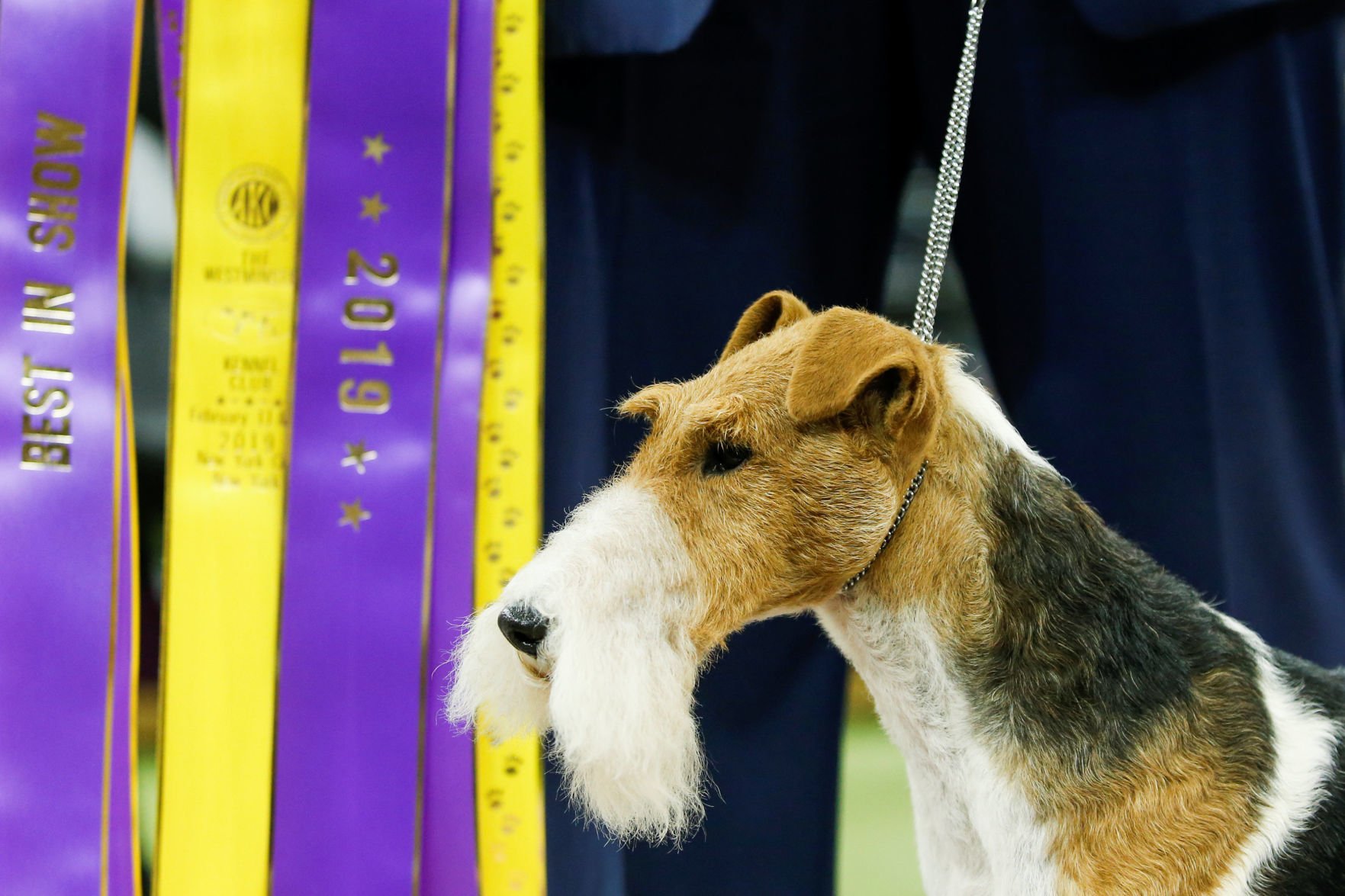 Westminster dog show hot sale wire fox terrier