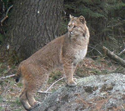 Making Moves: Canada Lynx in Vermont - The National Wildlife Federation Blog