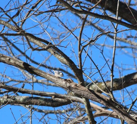 nuthatch
