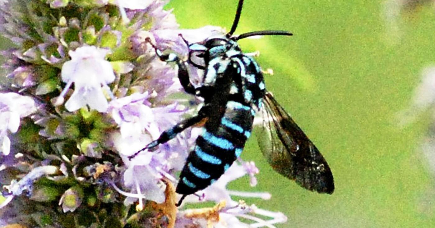 Blue bees 'bring happiness' - Vimarsana News