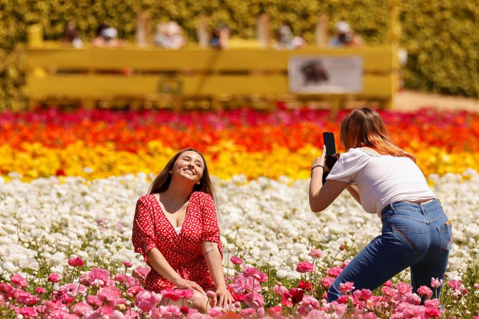 California S Carlsbad Flower Fields Welcome Visitors With Full Blooms Back Page Unionleader Com