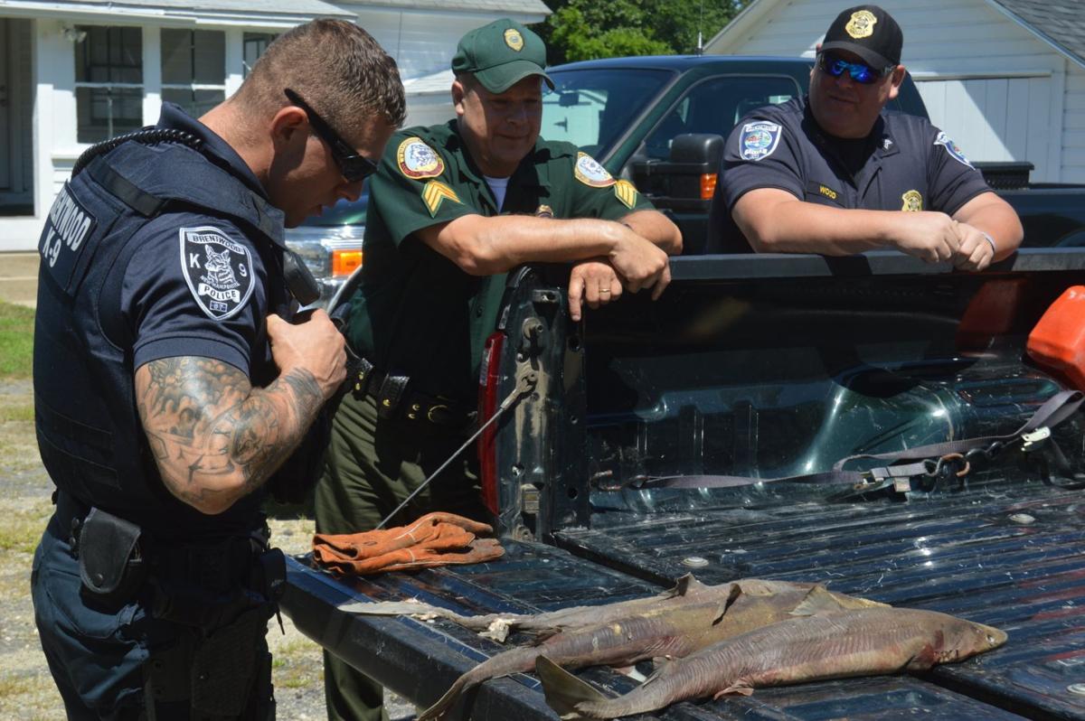 Brentwood Police Officer S Fishy Find Dead Sharks In Middle Of