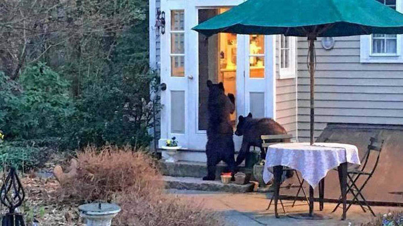 hanover bear