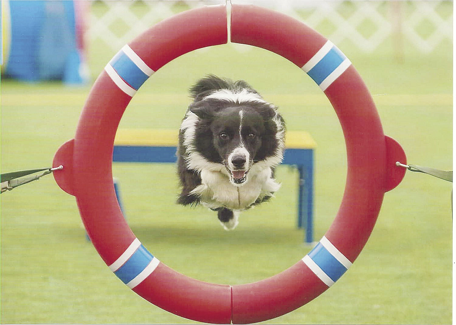 Stonebridge best sale dog agility