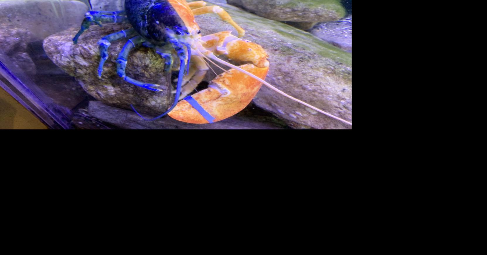 Rare splitcolor lobster goes on display at Seacoast Science Center in Rye Animals