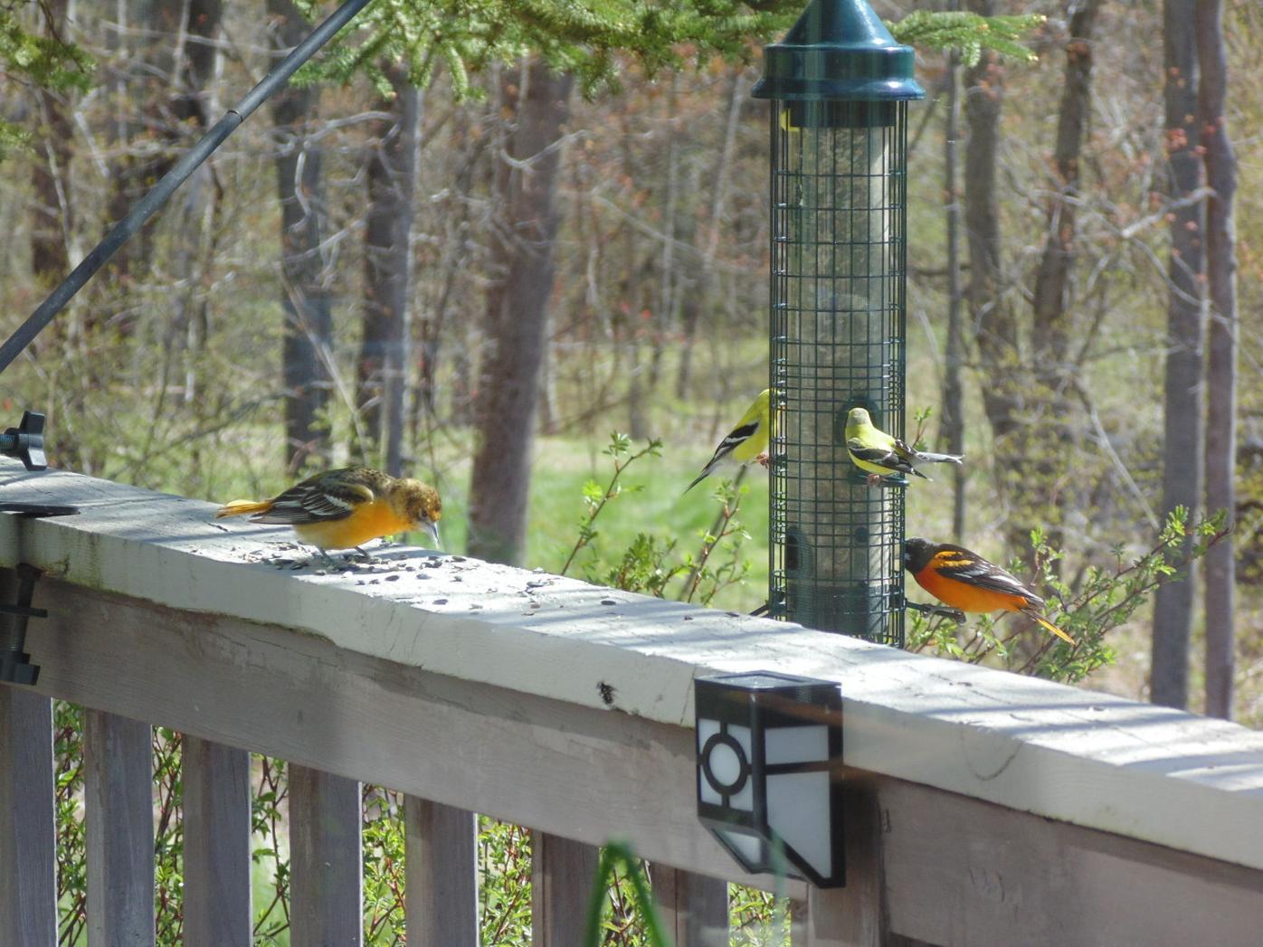 Cdc Nh Resident Among 19 Sickened In Salmonella Outbreak Linked To Wild Songbirds Animals Unionleader Com