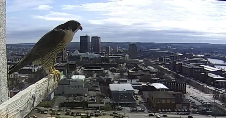 Manchester's falcons have worldwide appeal - Vimarsana News