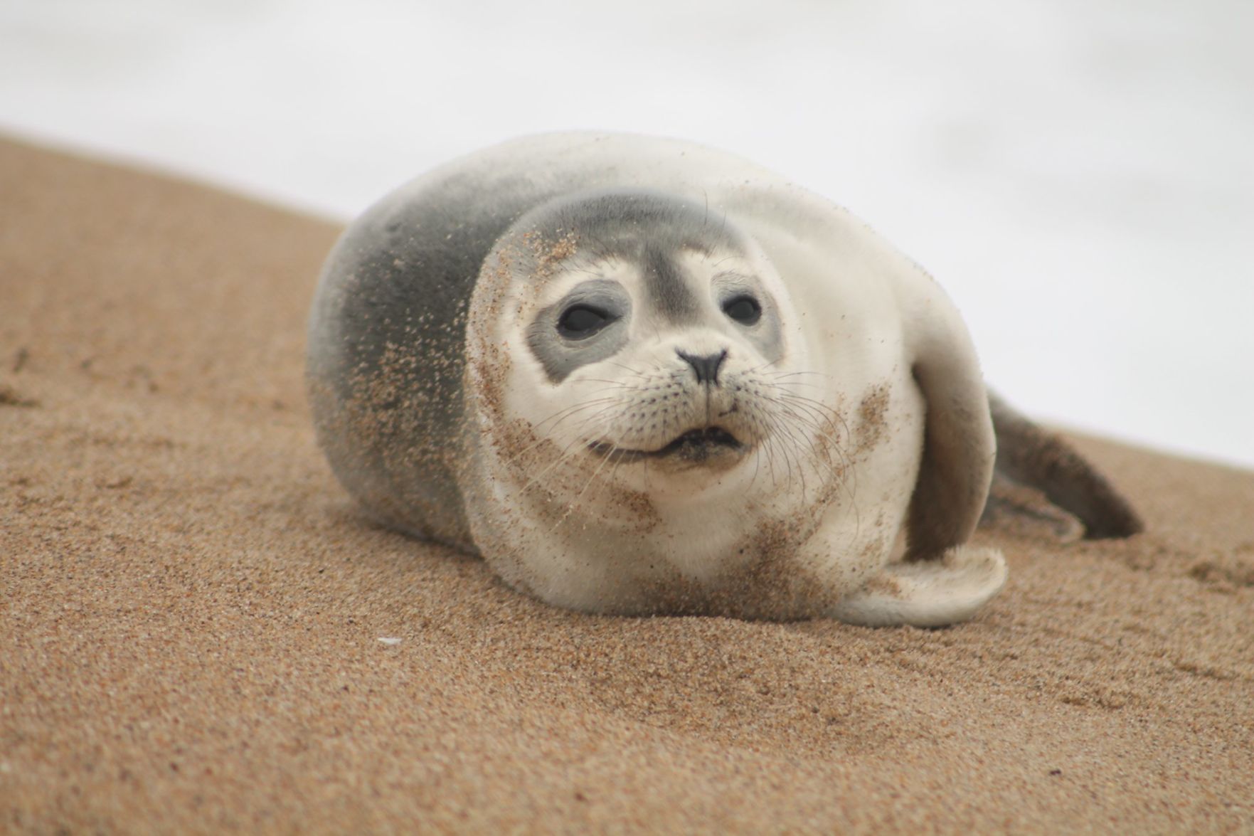 Discovery Of Dead Seals Alarms Beachgoers | Animals | Unionleader.com