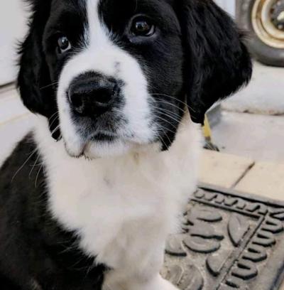 Town Bans Employee S Dogs From Transfer Station News Unionleader Com