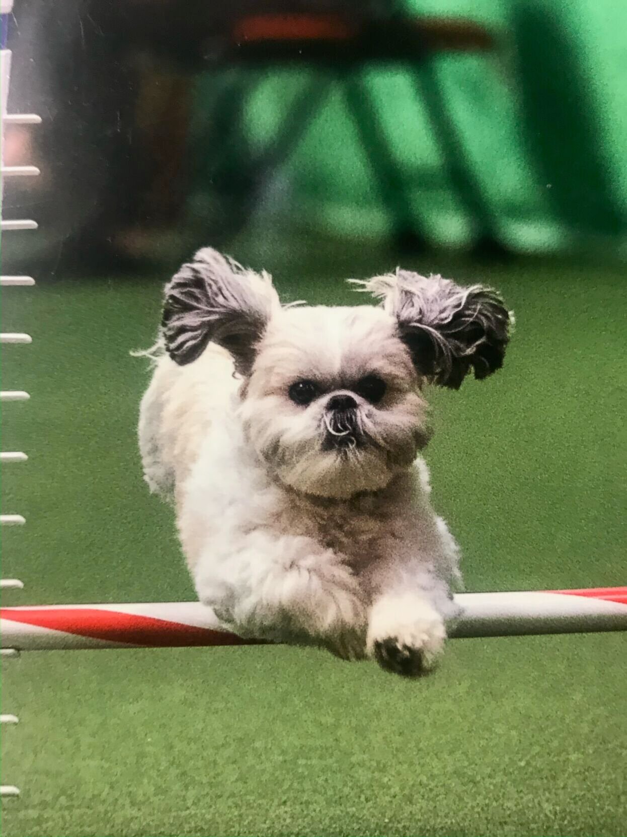 Westminster shih hot sale tzu